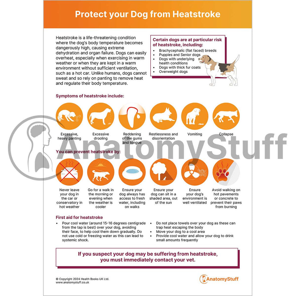 Protect your Dog from Heat Stroke (Printable PDF)