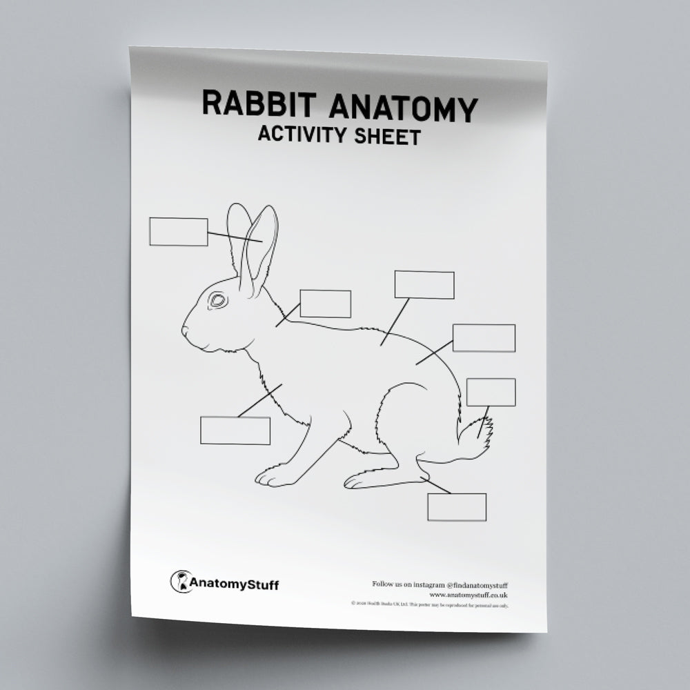 Rabbit Anatomy Activity Sheet PDF