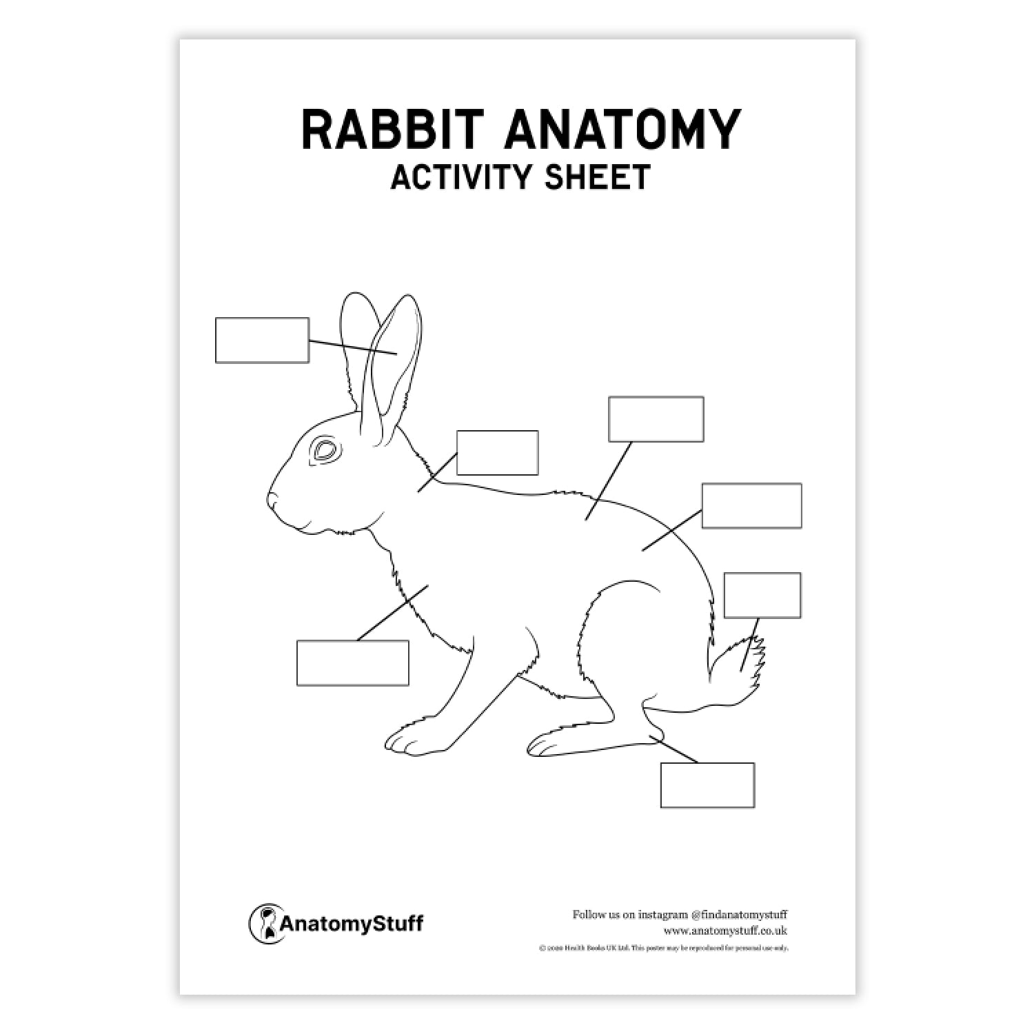 Rabbit Anatomy Activity Sheet PDF