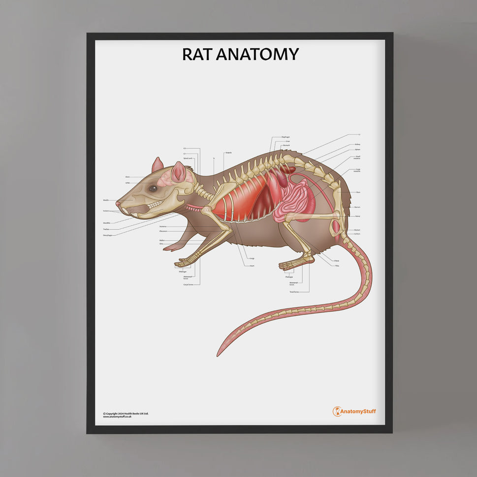 Rat Anatomy Chart / Poster