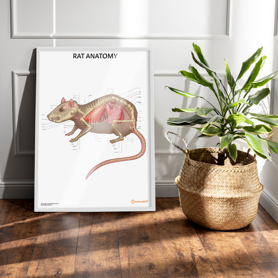 Rat Anatomy Chart / Poster