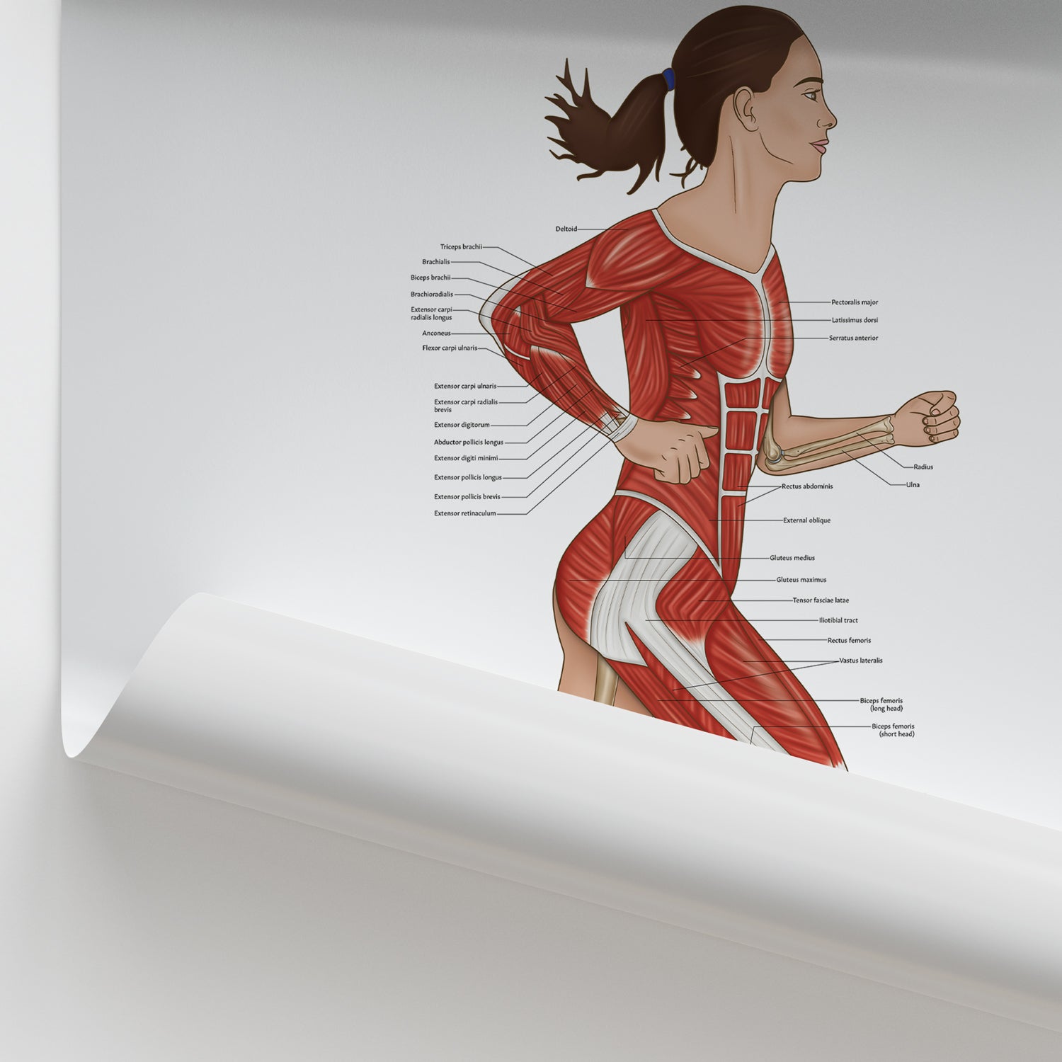 Running Anatomy Chart / Poster (Female)