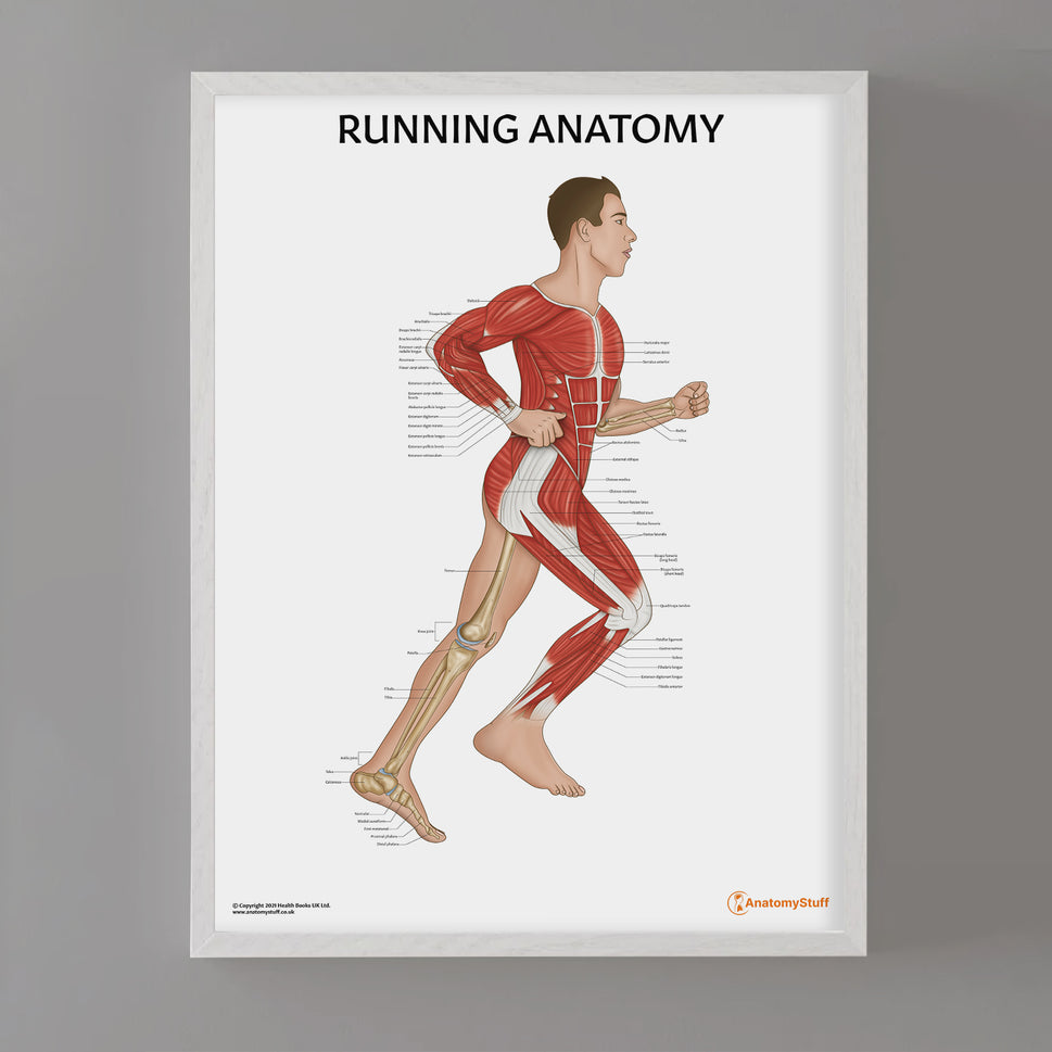 Running Anatomy Chart / Poster (Male)