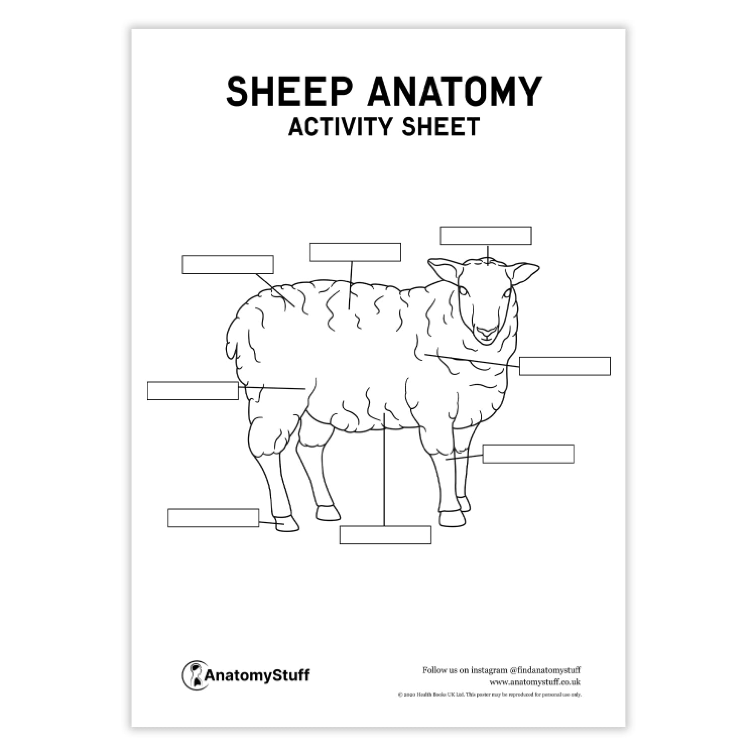 Sheep Anatomy Activity Sheet PDF