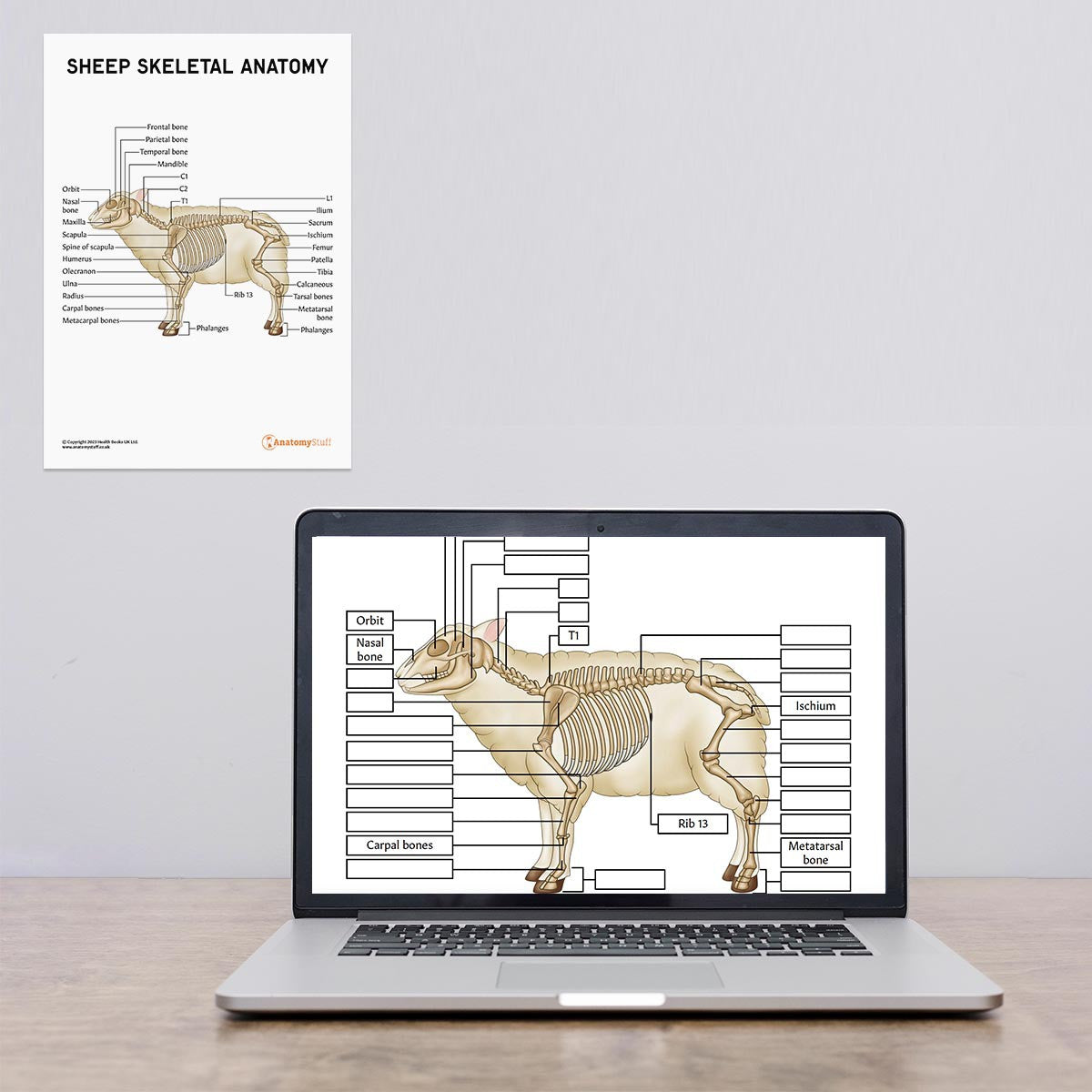 sheep-anatomy-laptop-Sheep Skeletal Anatomy Poster / Worksheet AnatomyStuff