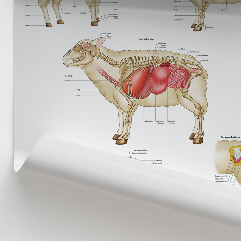 Sheep Anatomy Chart / Poster