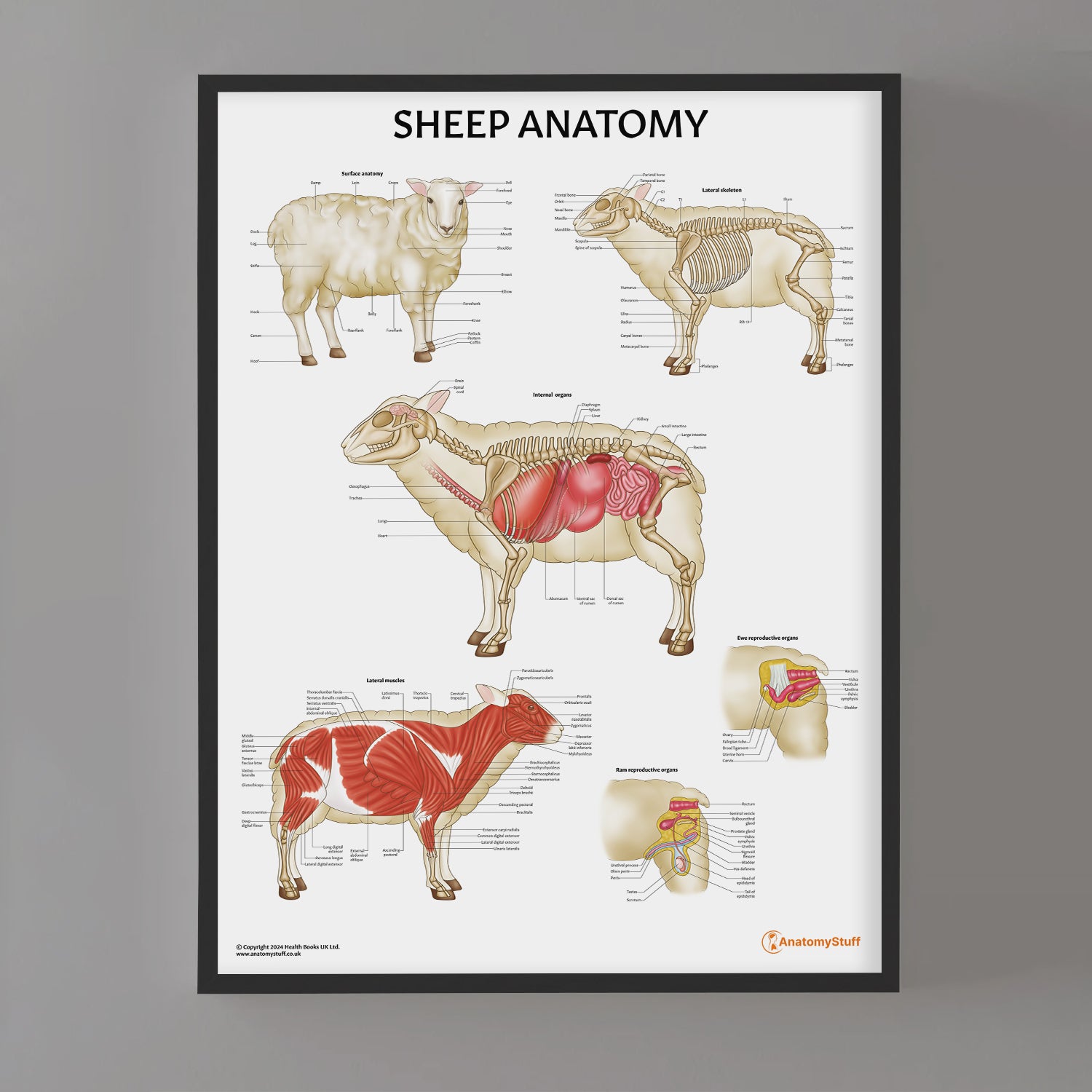 Sheep Anatomy Chart / Poster