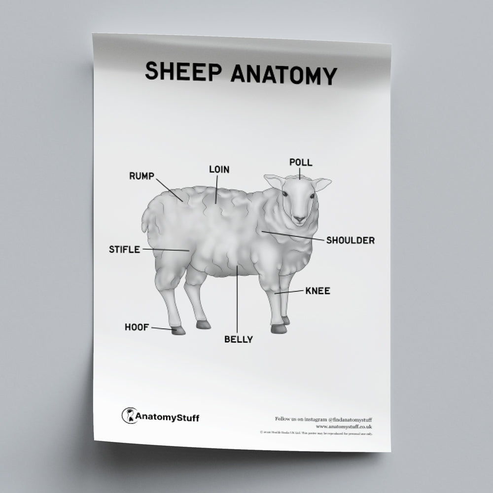 Sheep Anatomy Poster PDF