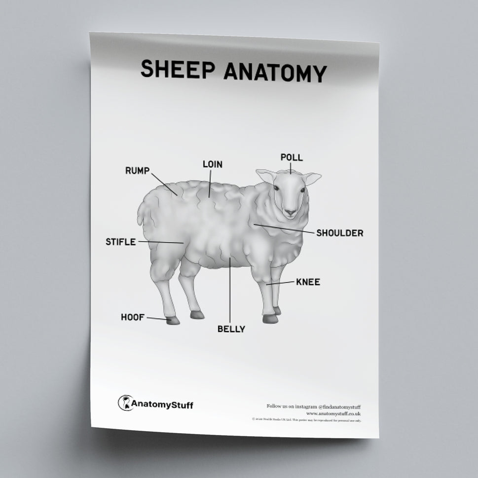 Sheep Anatomy Poster PDF