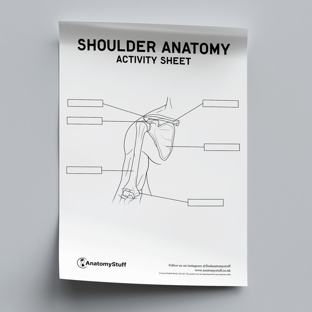 Shoulder Anatomy Activity Sheet PDF