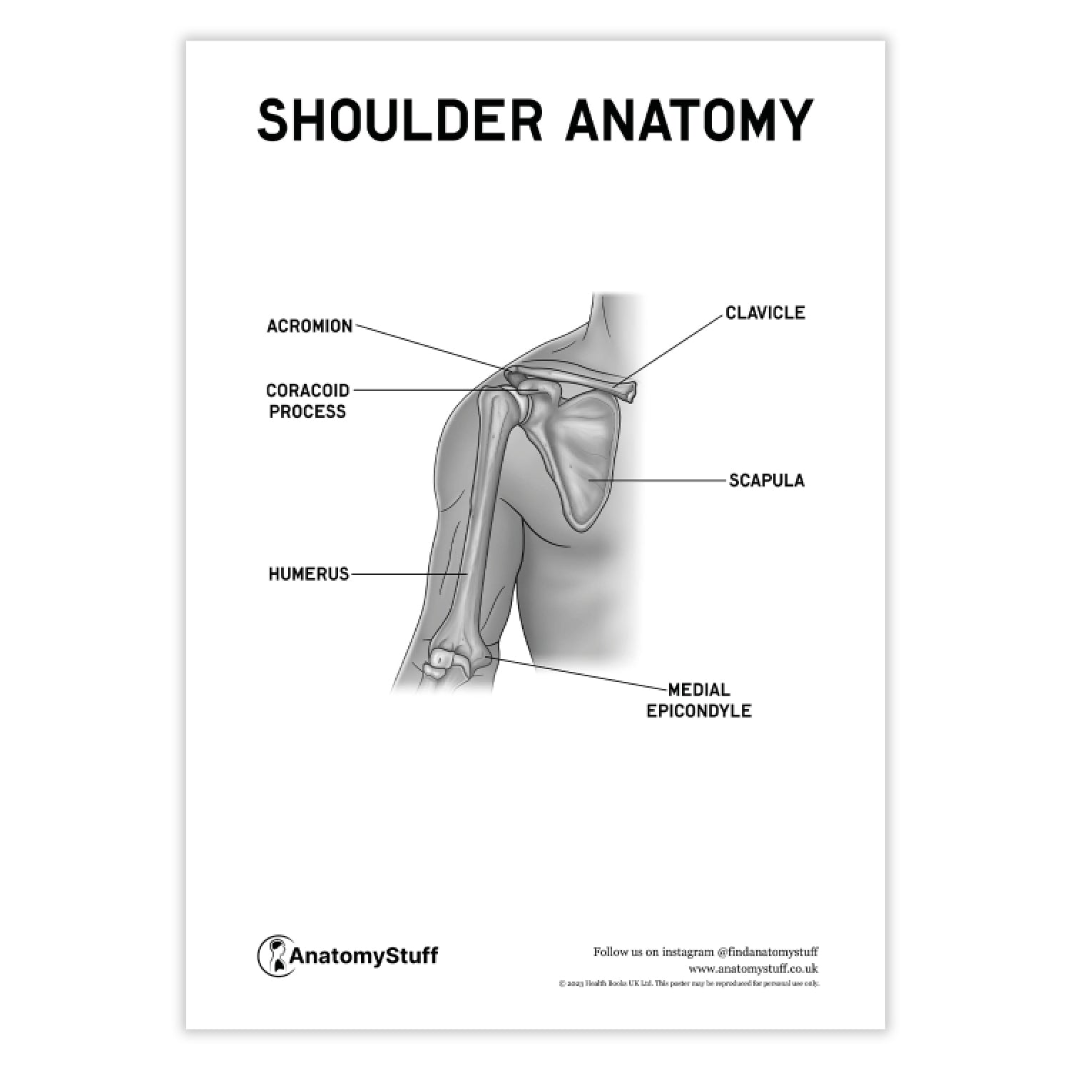 Shoulder Anatomy Poster PDF