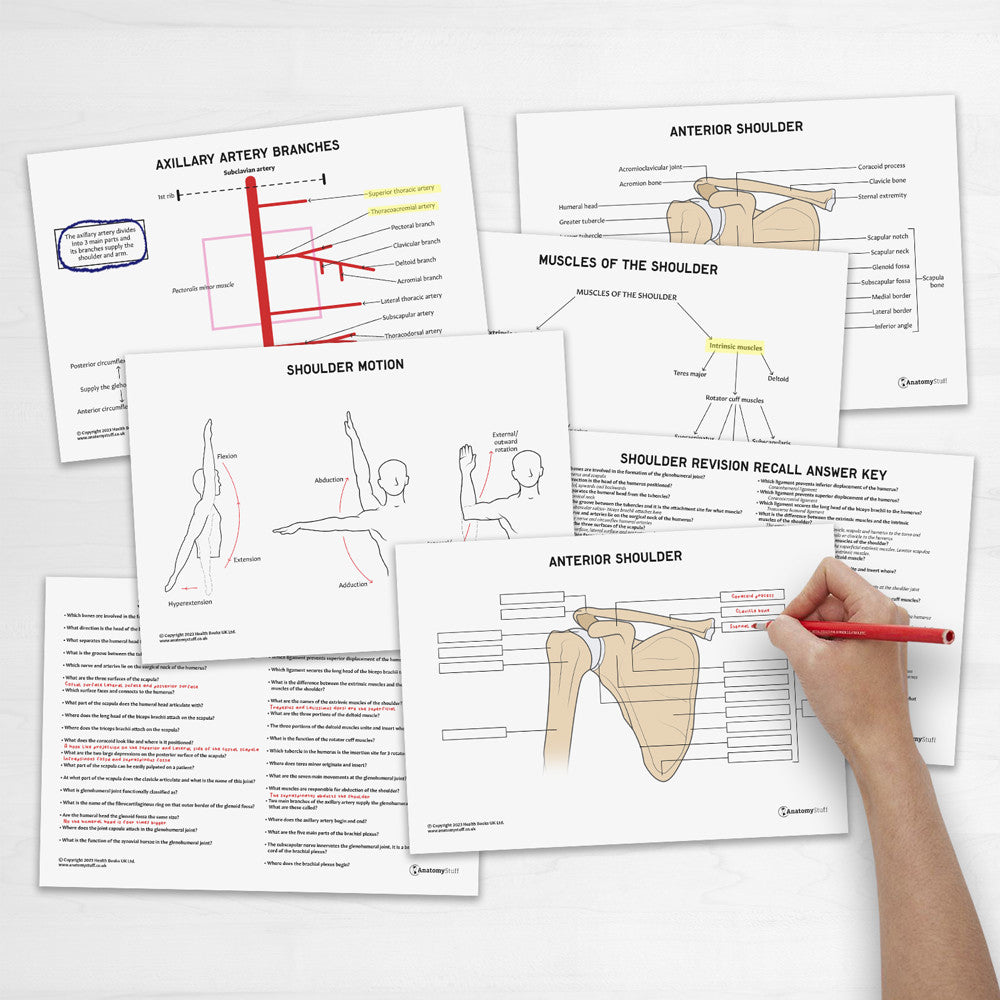 Shoulder Anatomy Revision Worksheets (Interactive & Printable PDFs)
