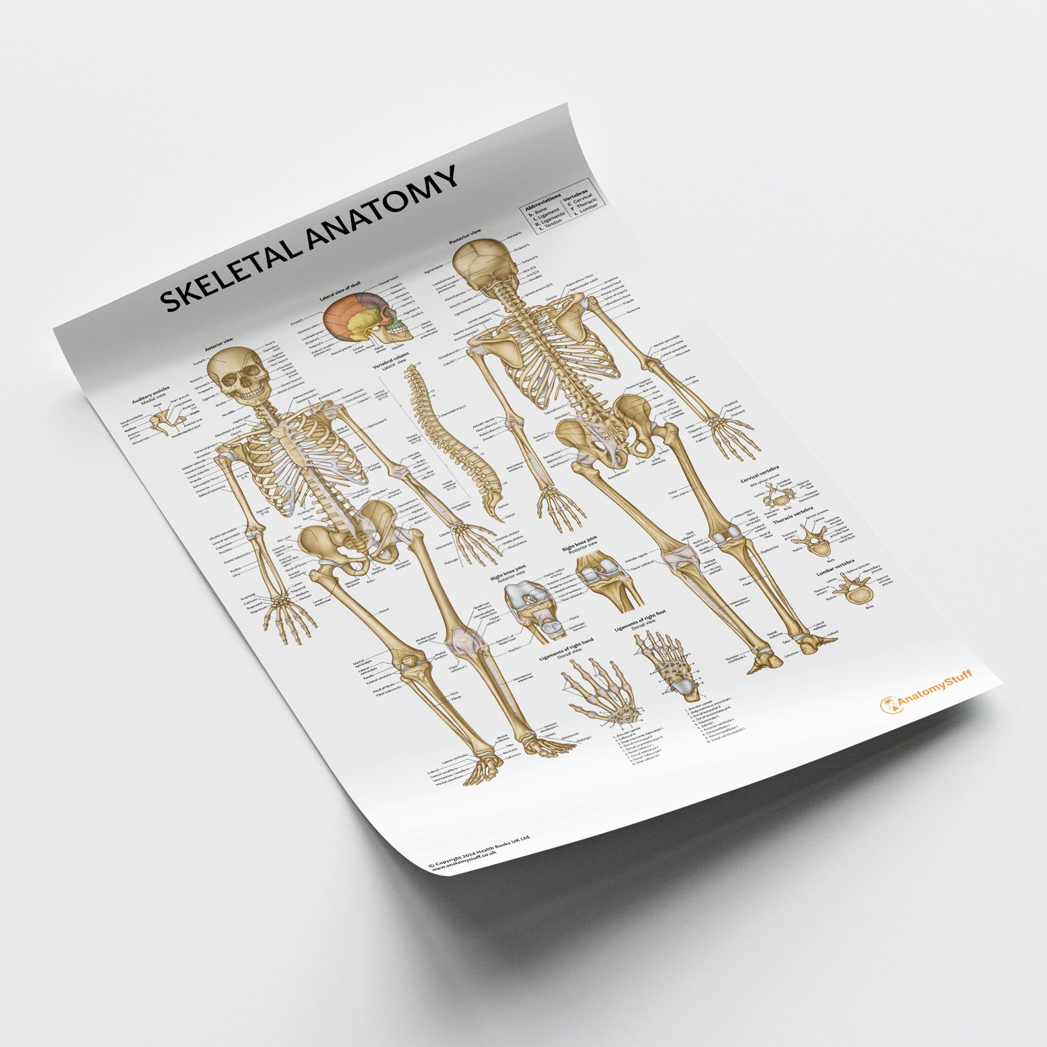 Skeletal Anatomy Chart / Poster