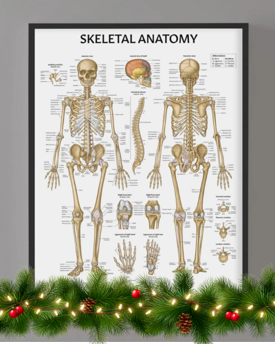 Skeletal Anatomy