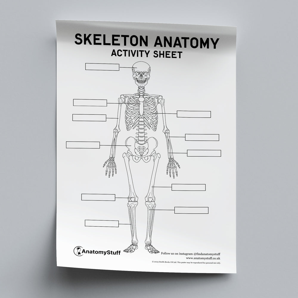 Skeleton Anatomy Activity Sheet PDF