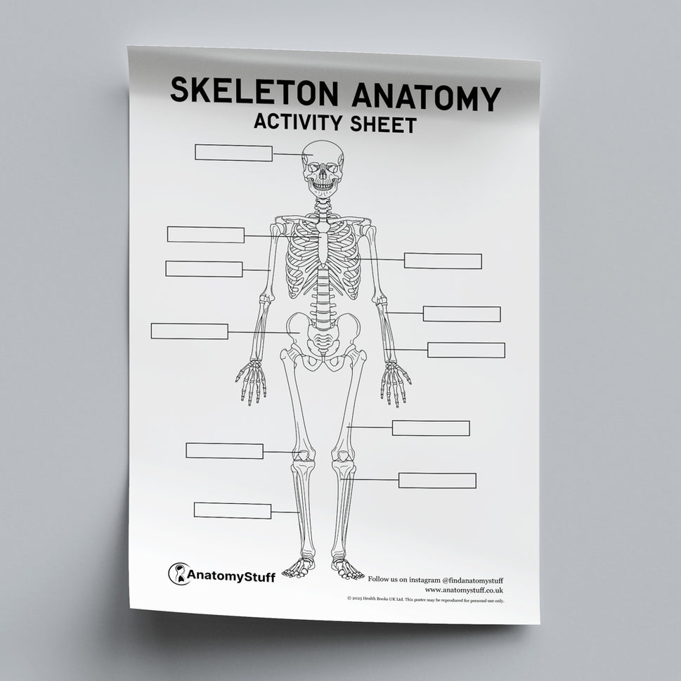 Skeleton Anatomy Activity Sheet PDF