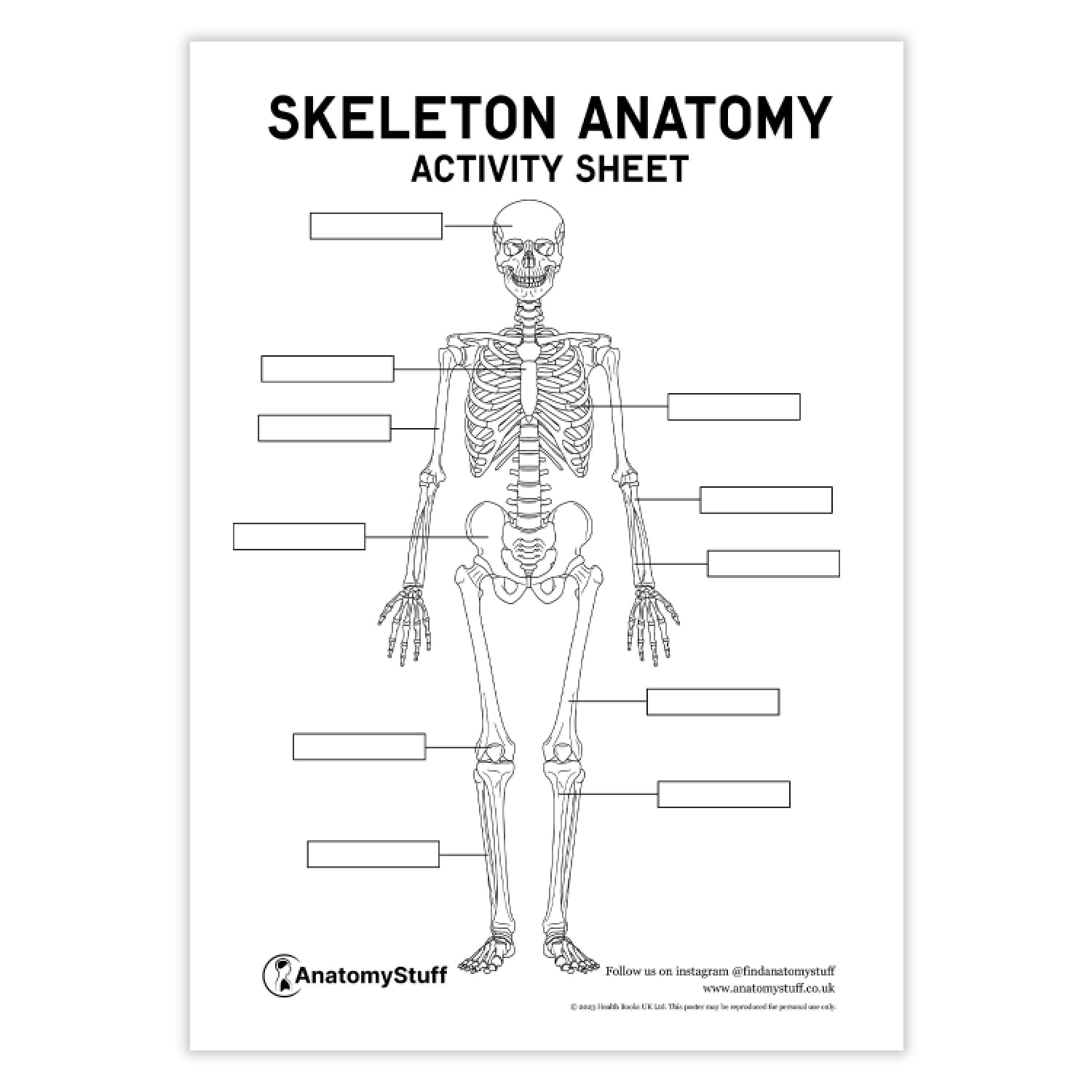 Skeleton Anatomy Activity Sheet PDF