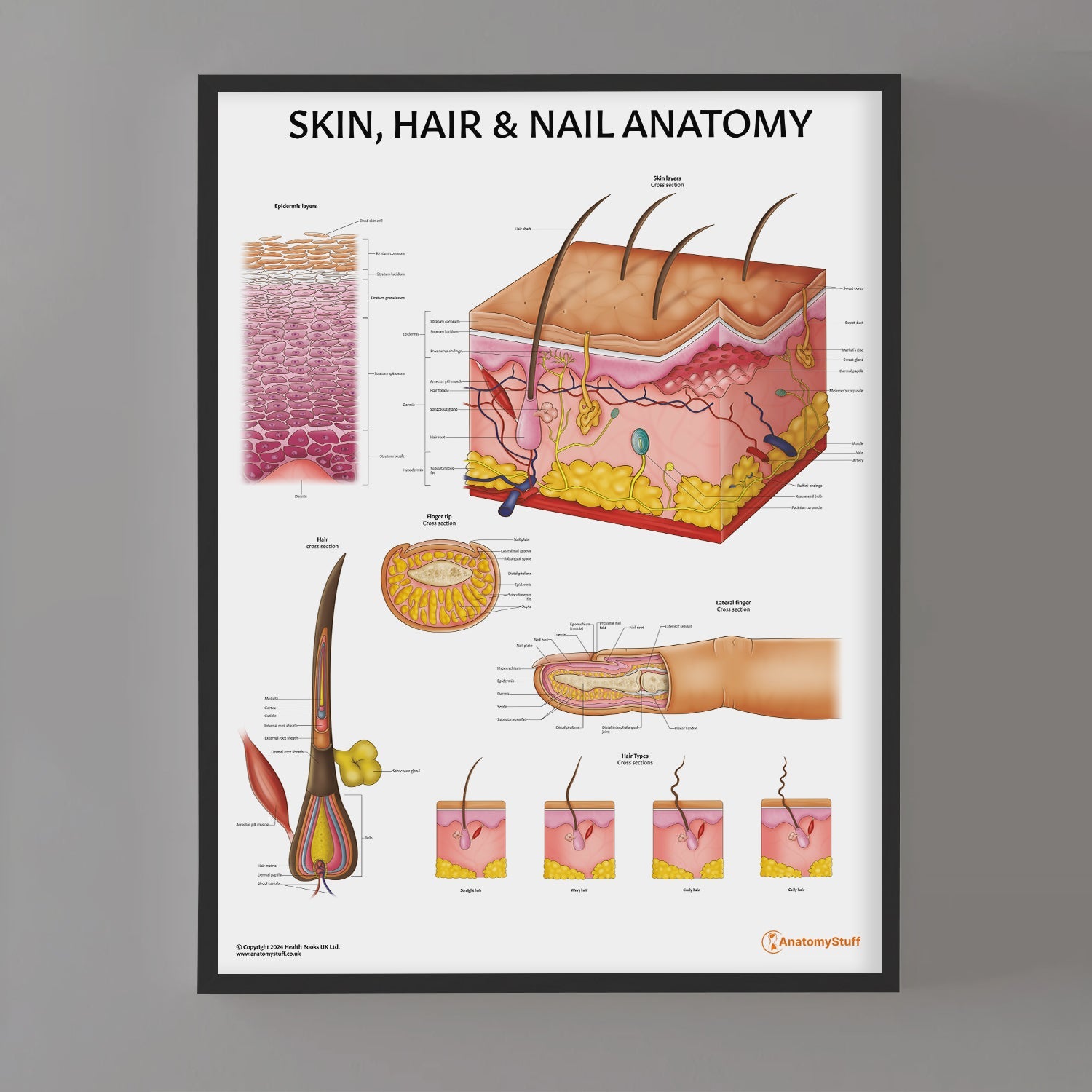 Skin, Hair & Nail Anatomy Chart / Poster