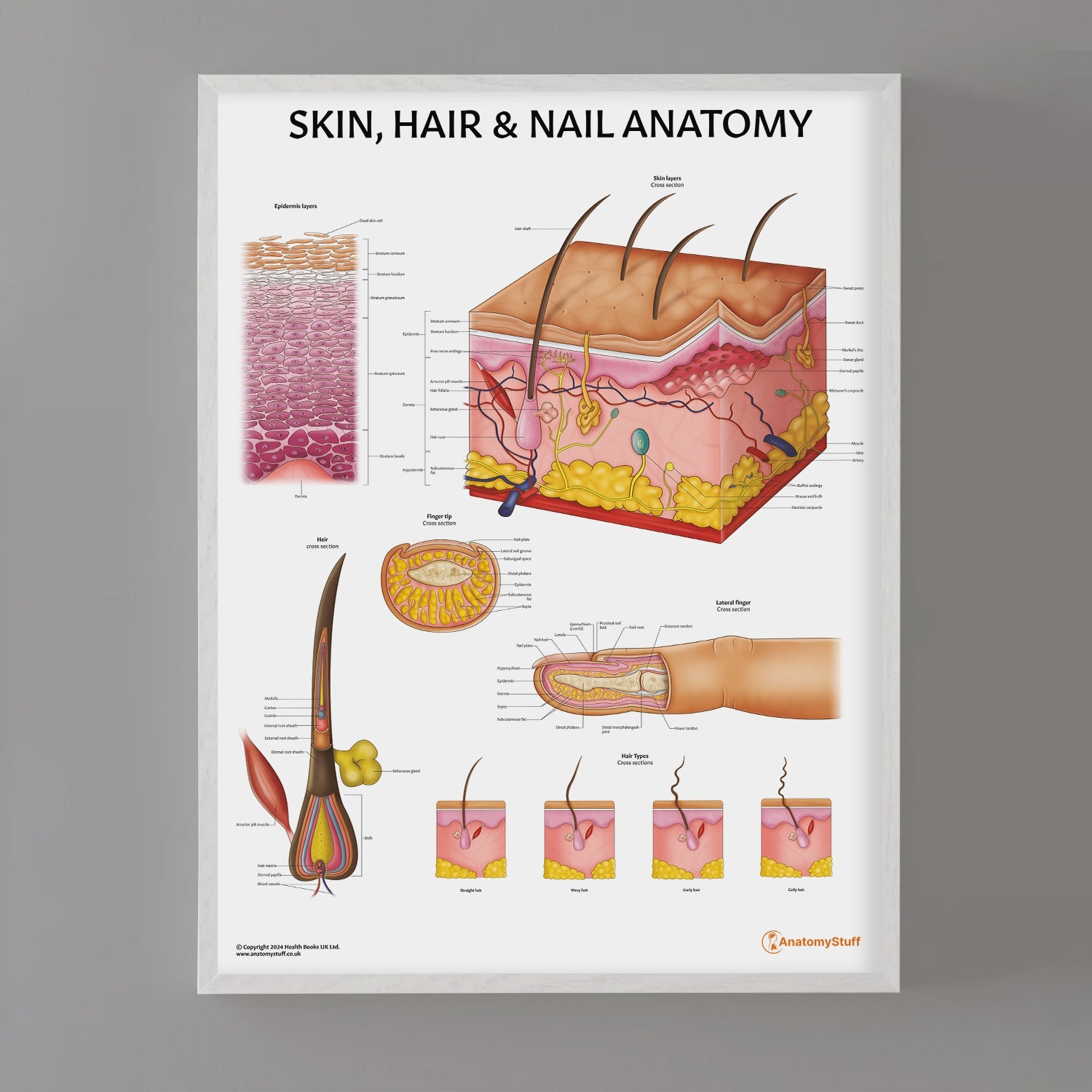 Skin, Hair & Nail Anatomy Chart / Poster