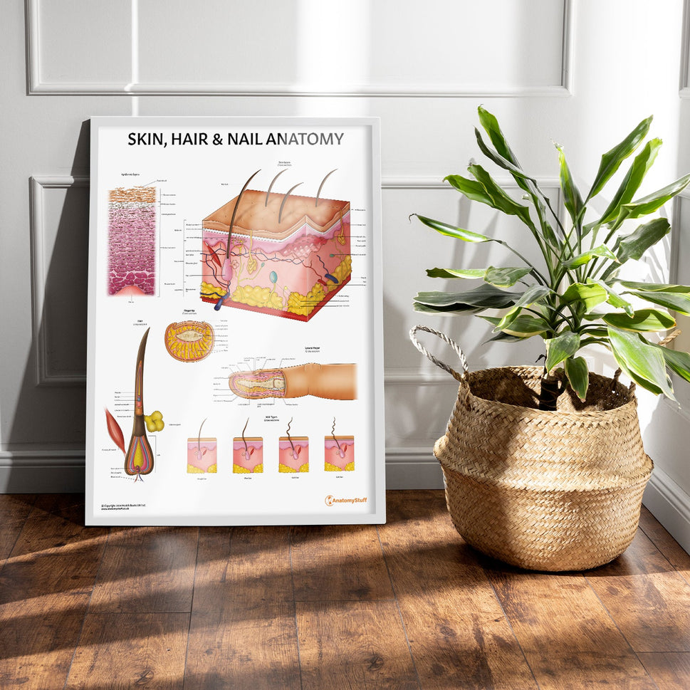 Skin, Hair & Nail Anatomy Chart / Poster