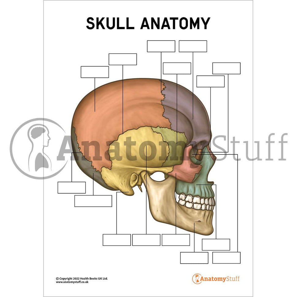 Skull Anatomy Poster / Worksheet  (Interactive & Printable PDF)