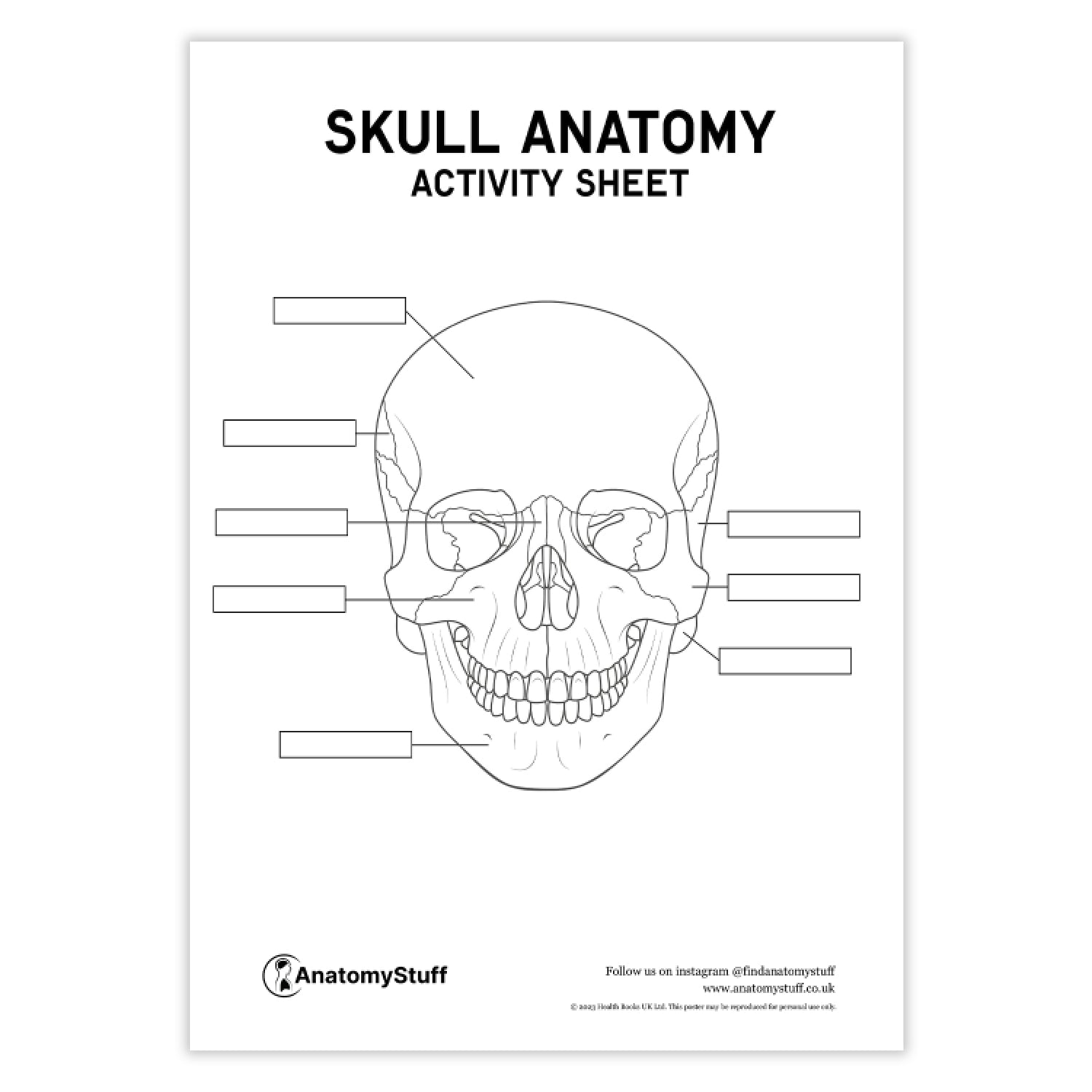 Skull Anatomy Activity Sheet PDF