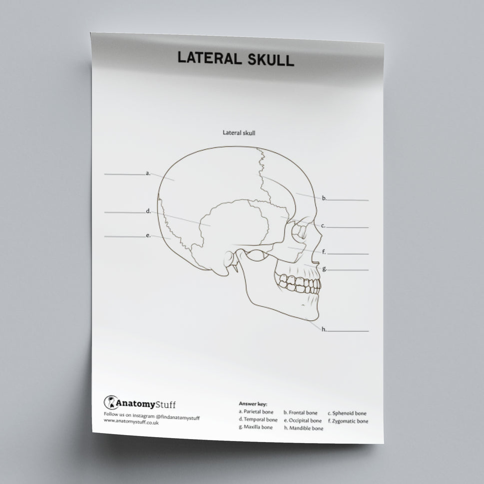 Skull Anatomy Colouring In Poster PDF