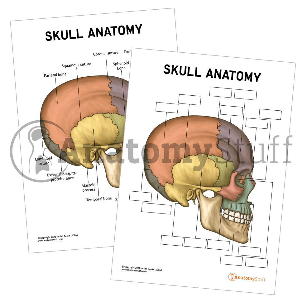 Skull Anatomy Poster / Worksheet  (Interactive & Printable PDF)