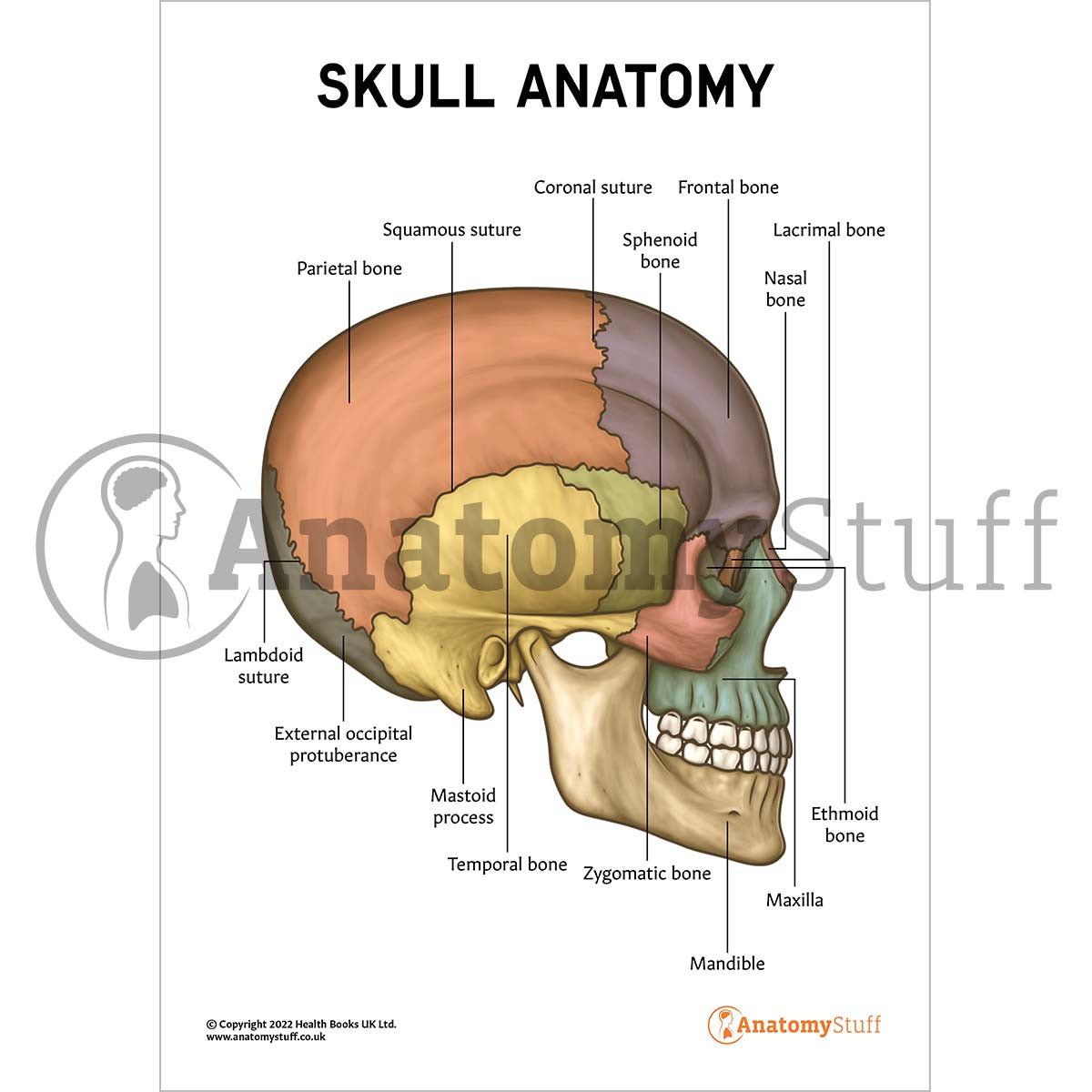 Skull Anatomy Poster / Worksheet (Interactive & Printable PDF)