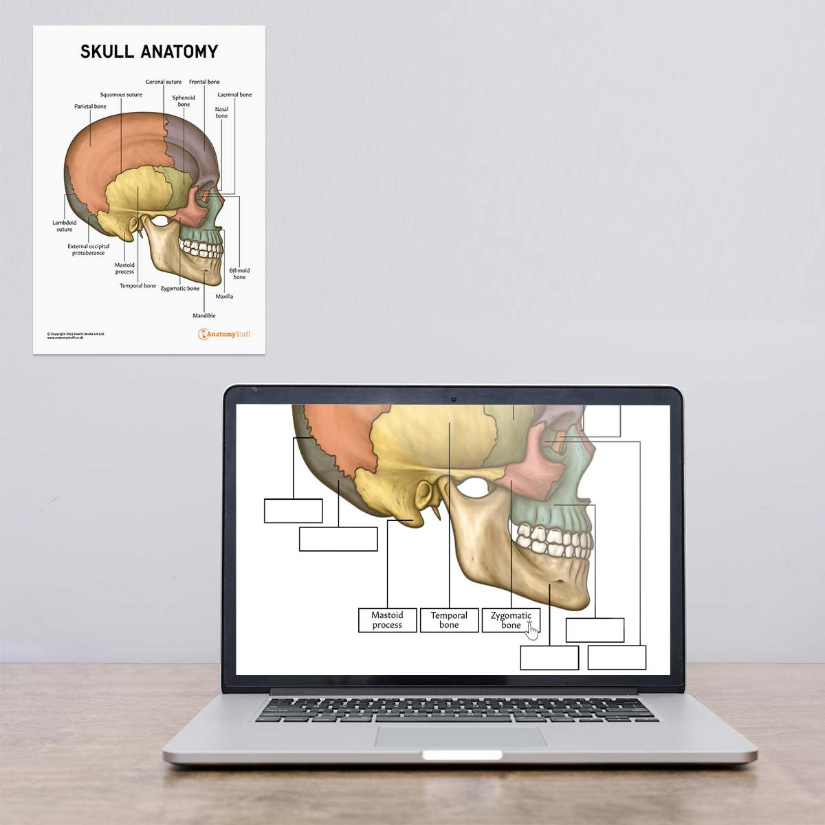 Skull Anatomy Poster / Worksheet (Interactive & Printable PDF)