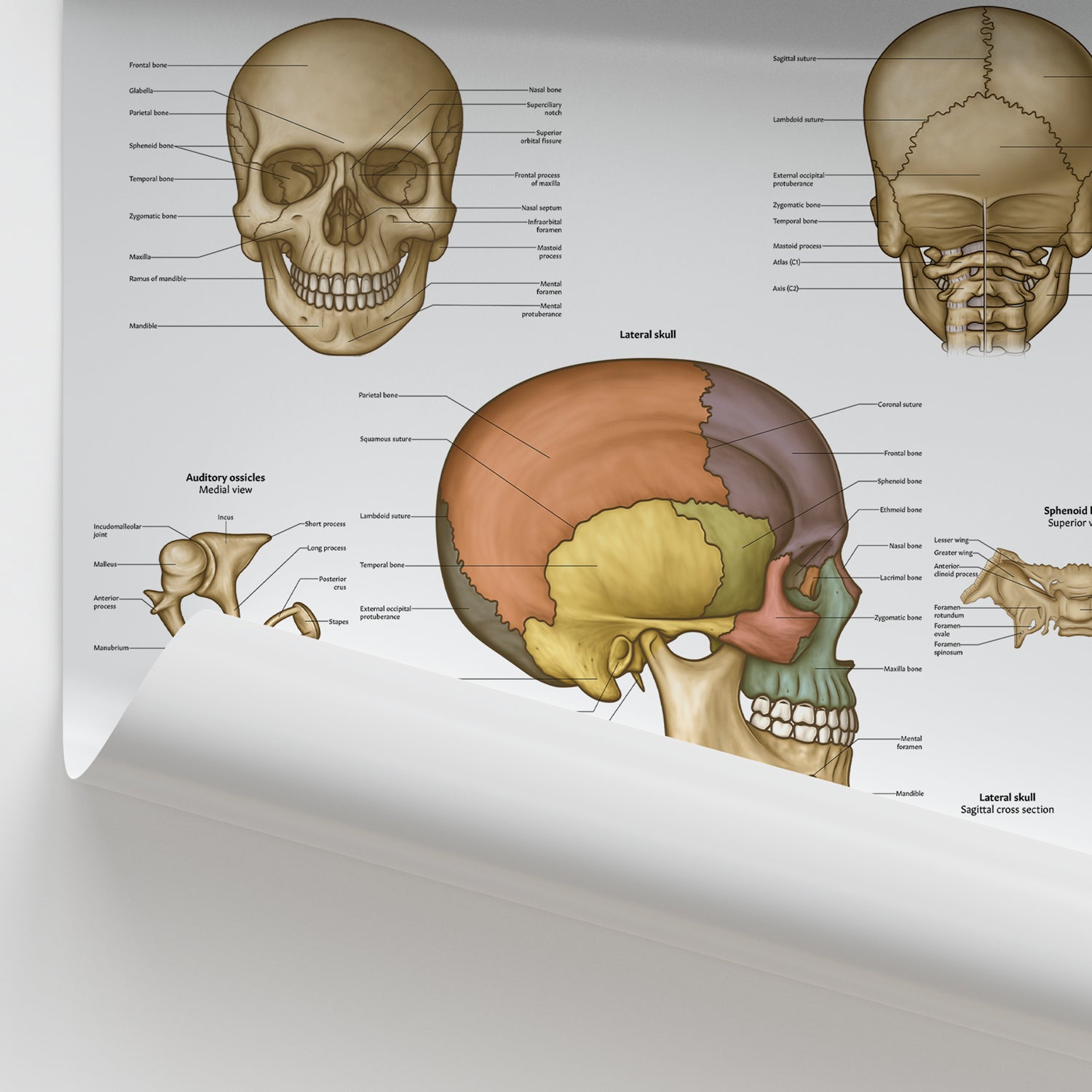 Skull Anatomy Chart / Poster