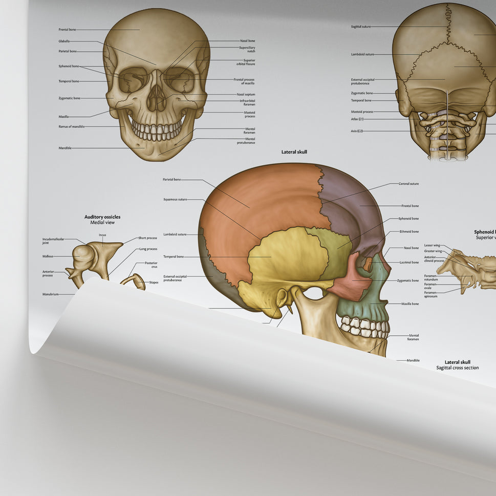 Skull Anatomy Chart / Poster