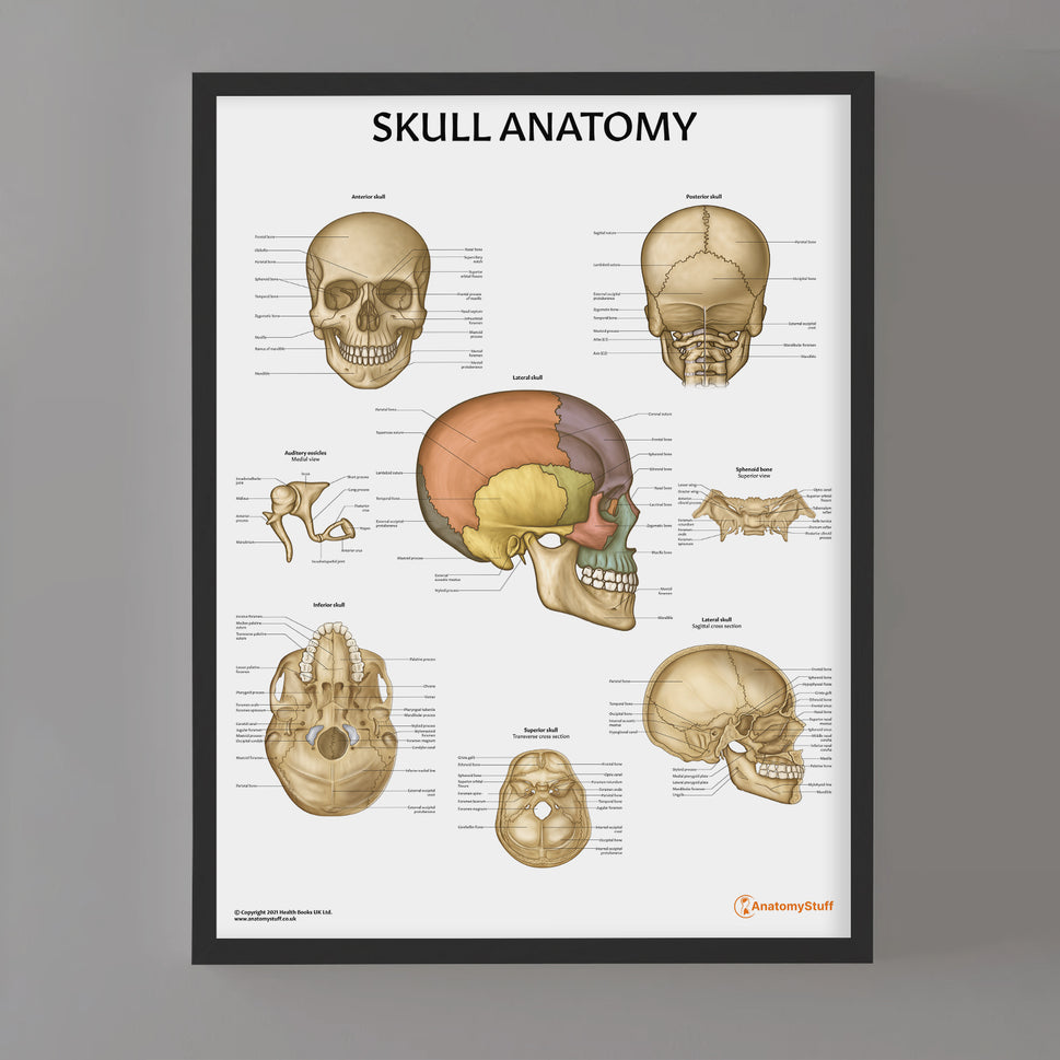 Skull Anatomy Chart / Poster