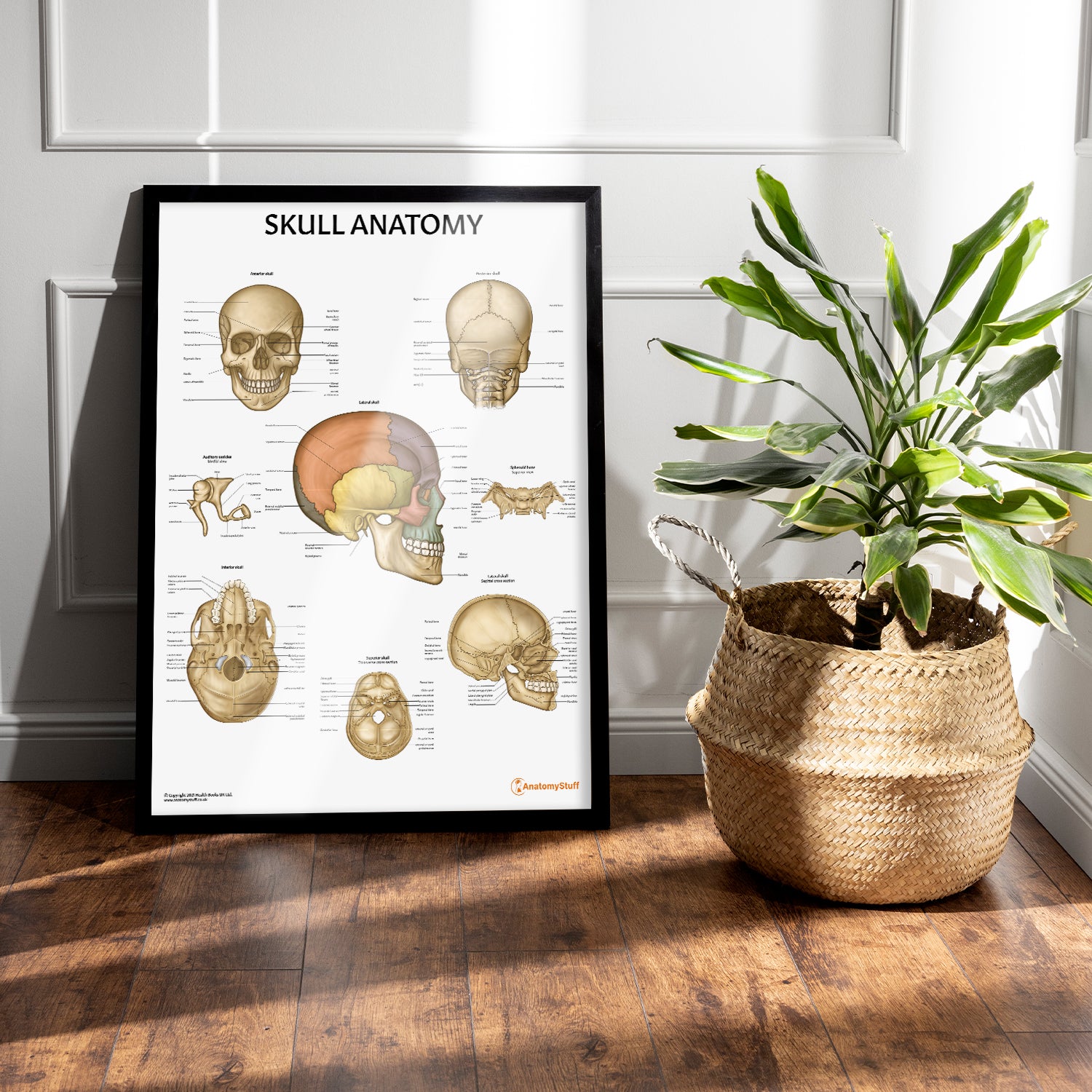 Skull Anatomy Chart / Poster