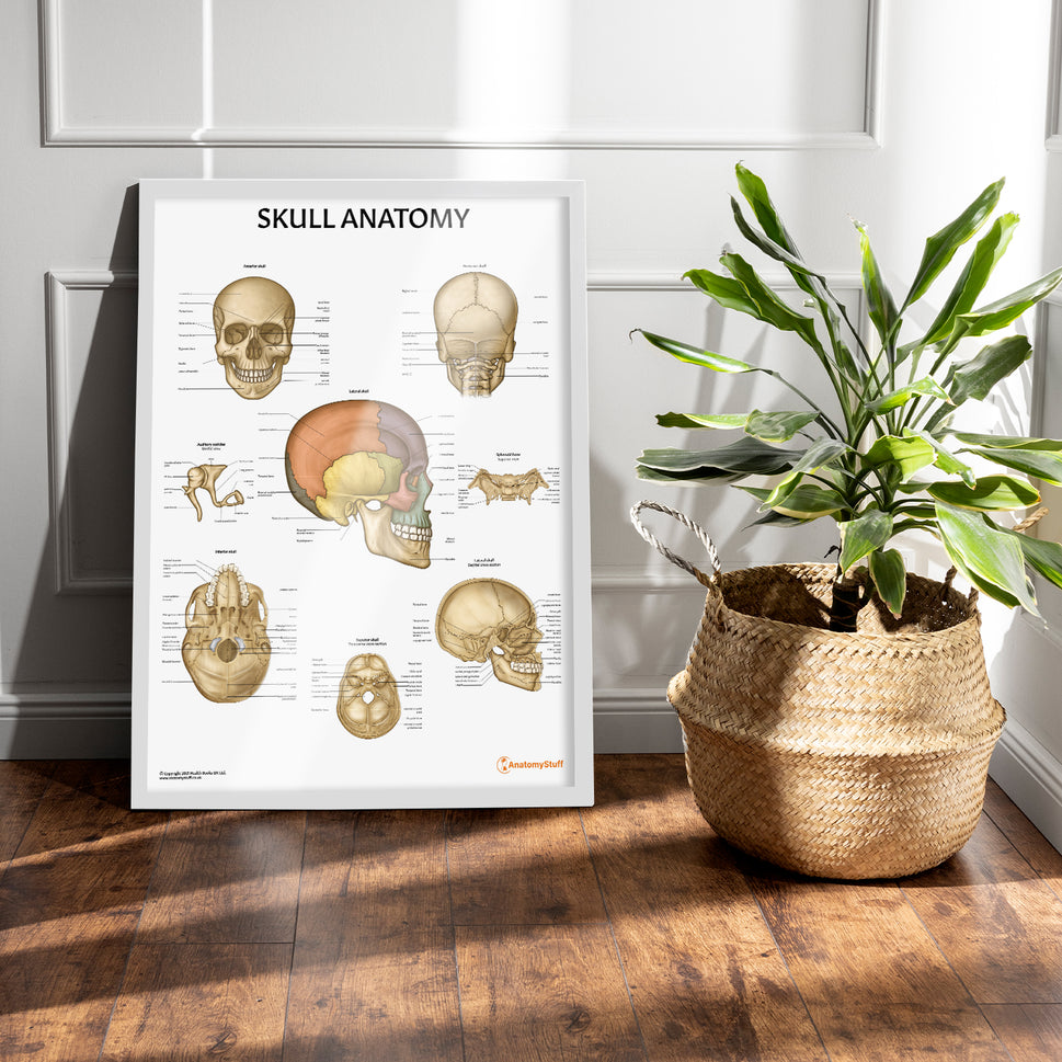 Skull Anatomy Chart / Poster