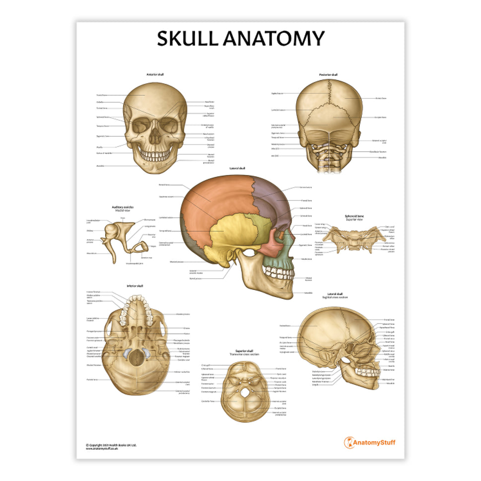 Skull Anatomy Chart / Poster