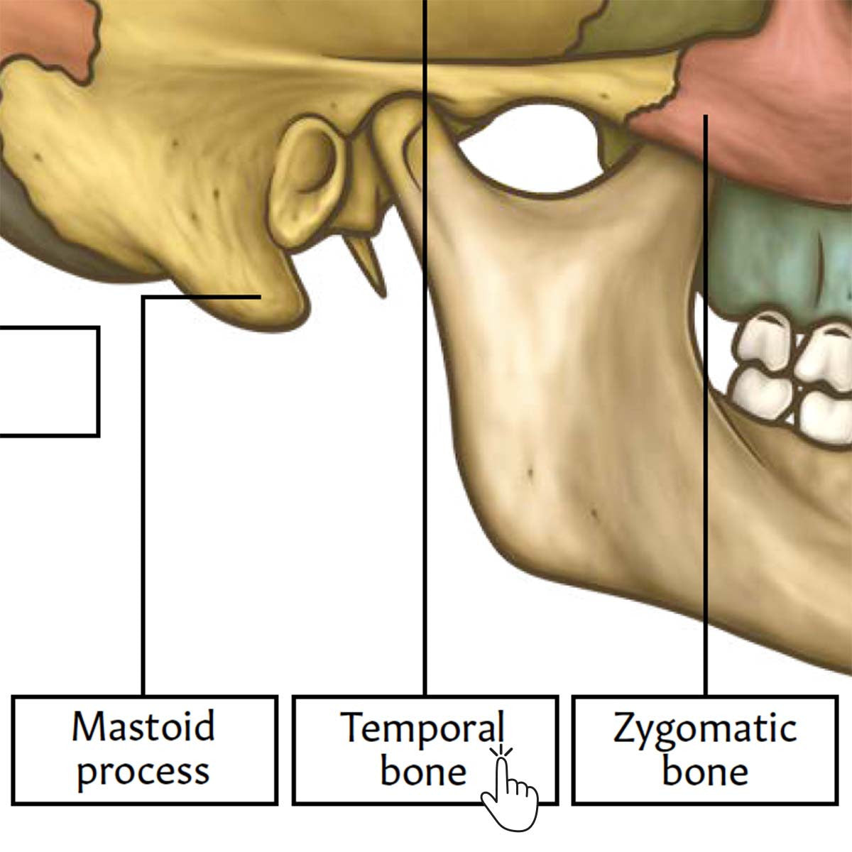Skull Anatomy Poster / Worksheet (Interactive & Printable PDF)