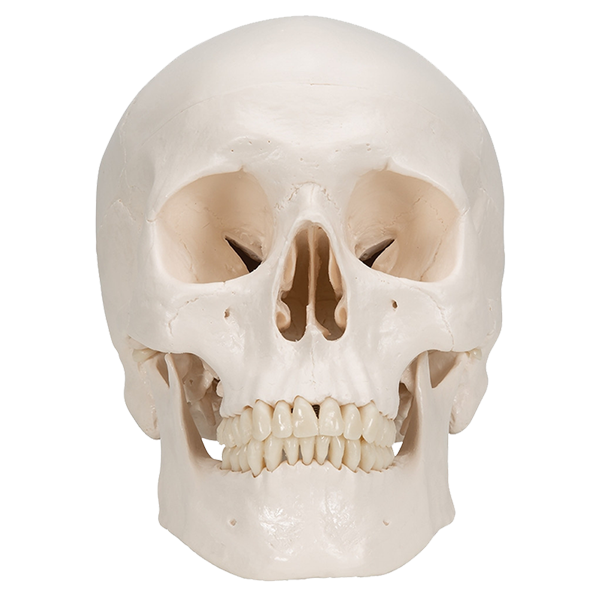 <strong>Classic Human Skull Model </strong>