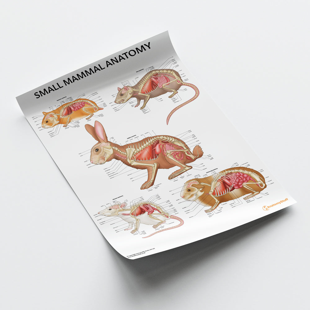 Small Mammal Anatomy Chart / Poster