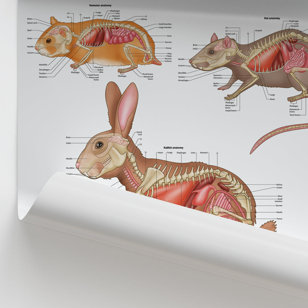 Small Mammal Anatomy Chart / Poster