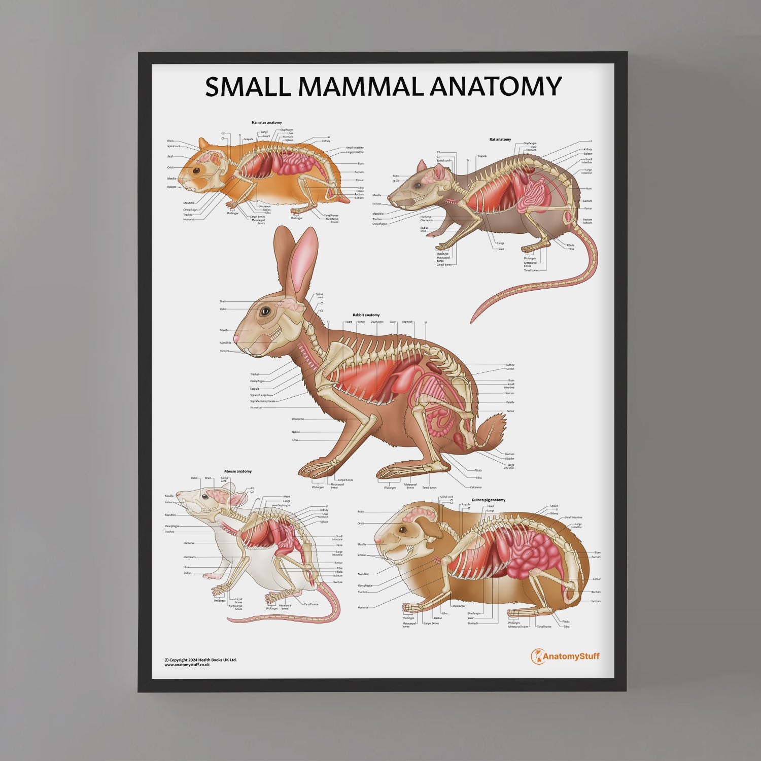 Small Mammal Anatomy Chart / Poster