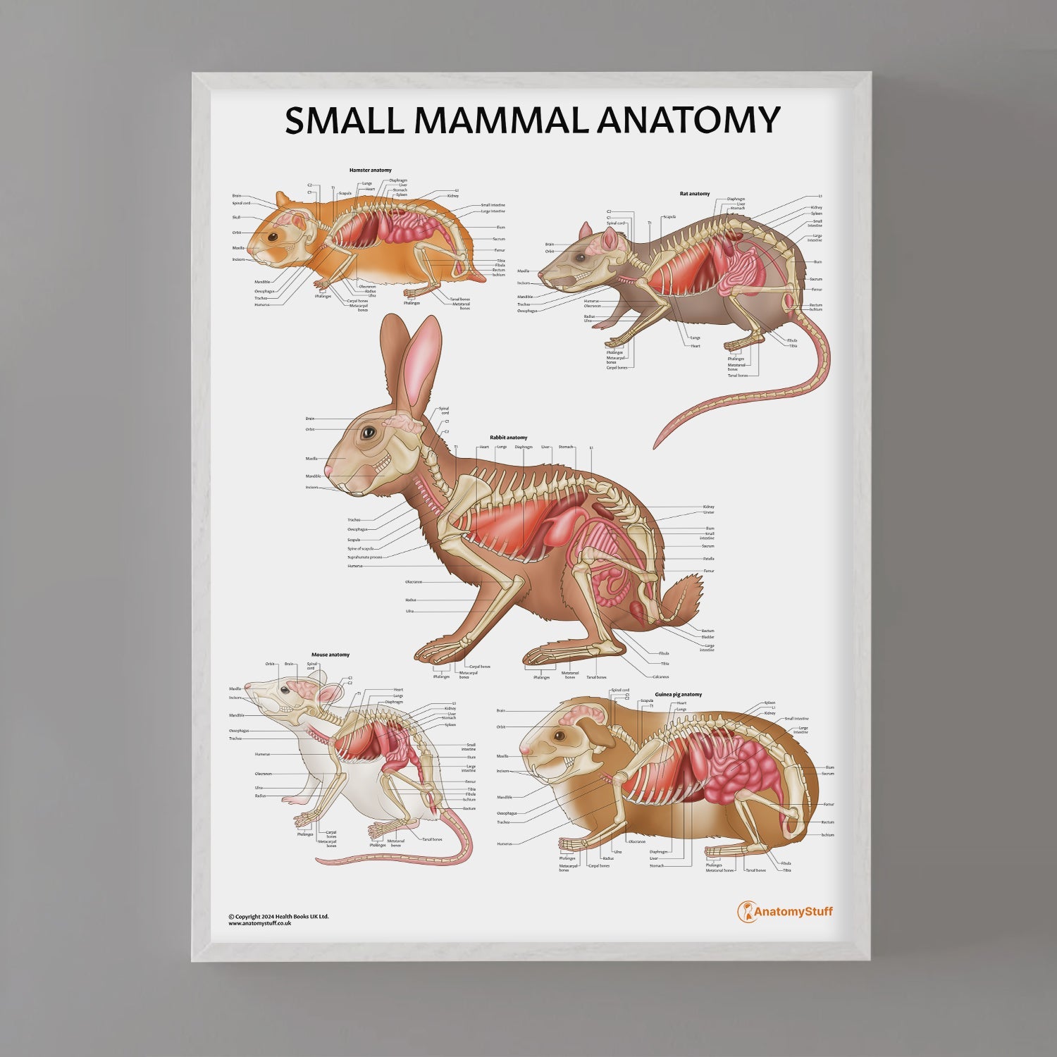 Small Mammal Anatomy Chart / Poster