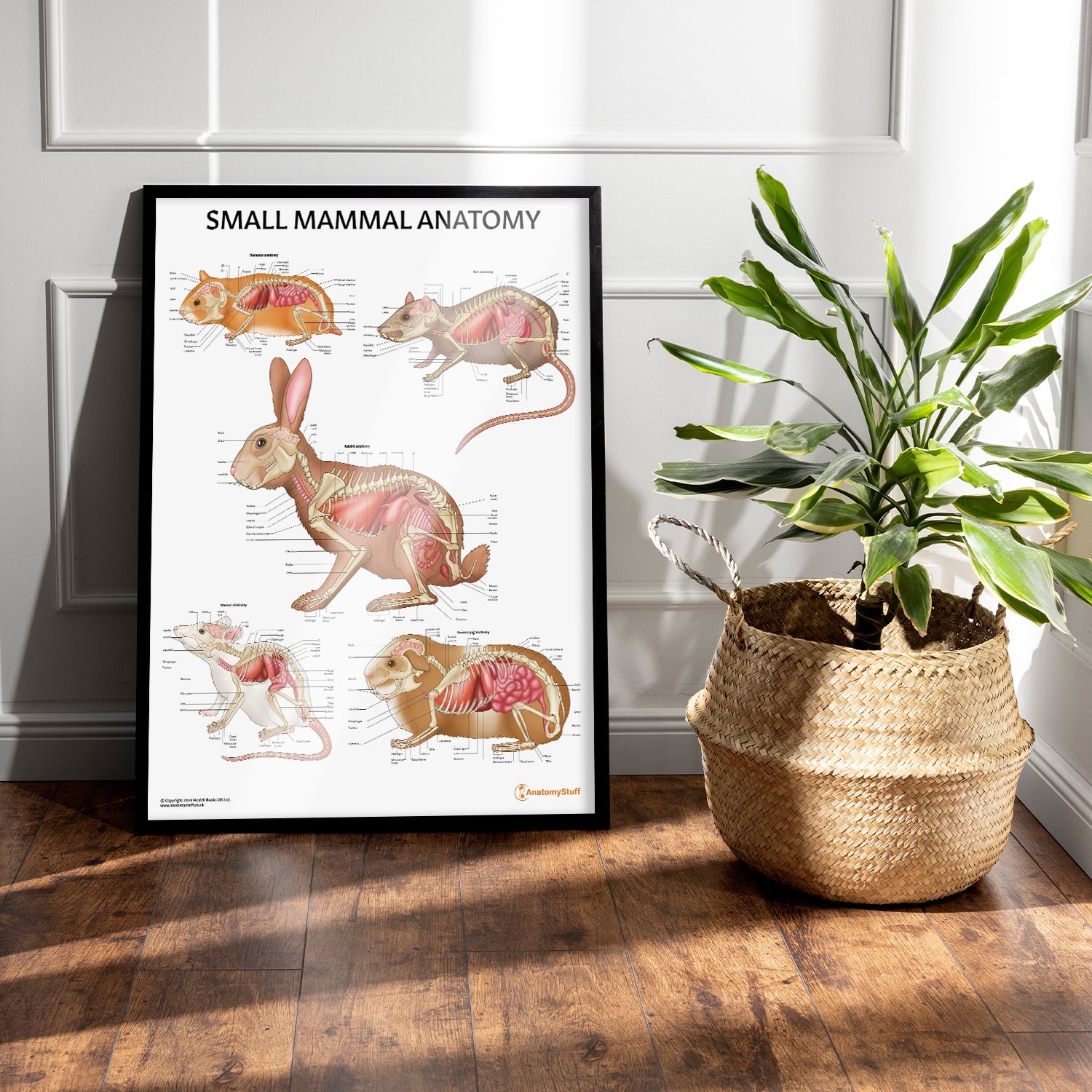 Small Mammal Anatomy Chart / Poster