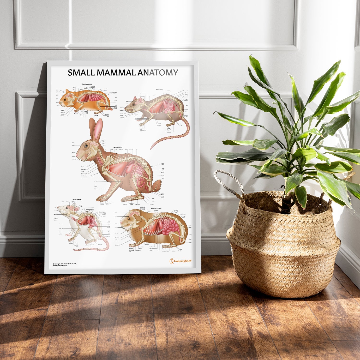 Small Mammal Anatomy Chart / Poster