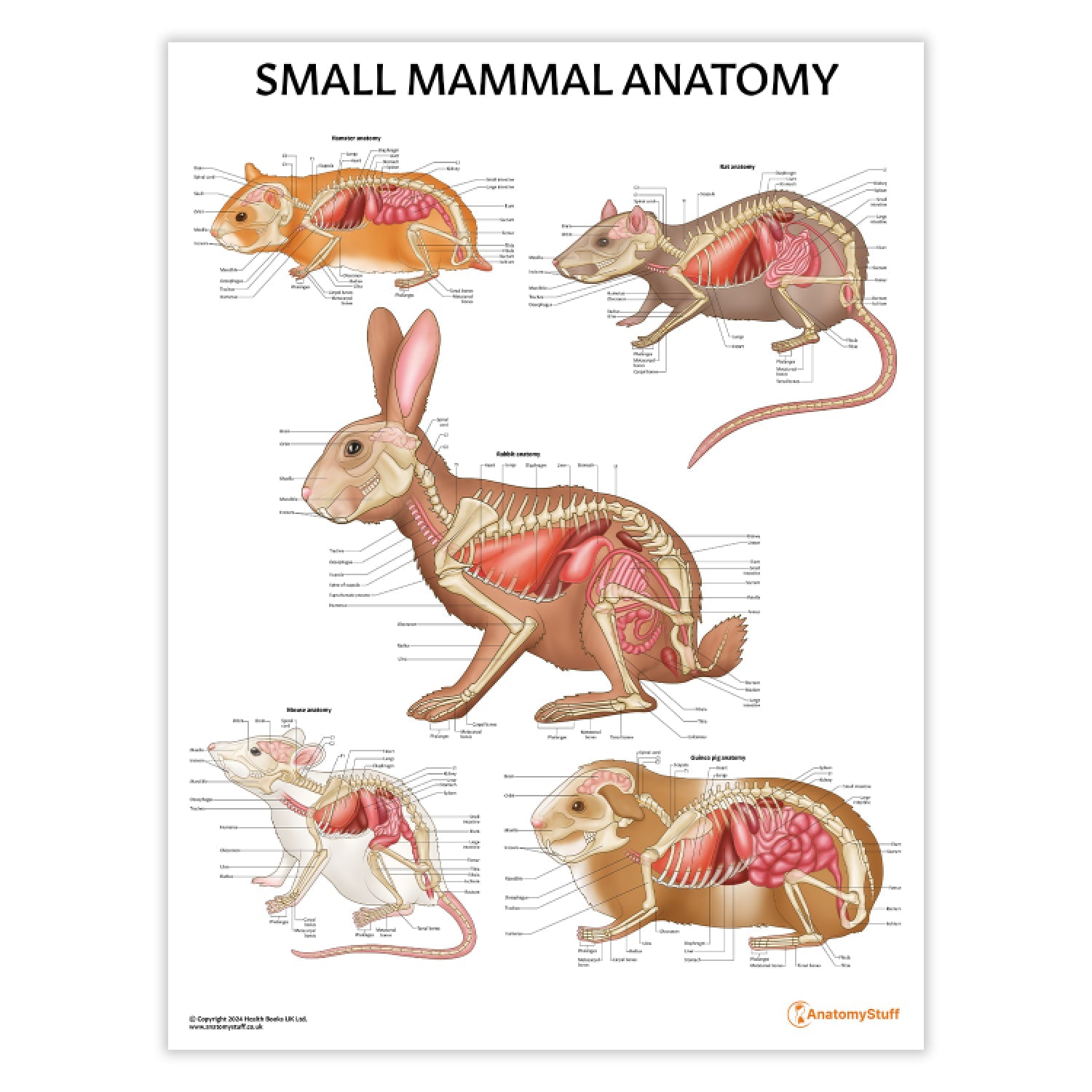 Small Mammal Anatomy Chart / Poster