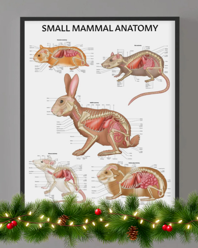 Small Mammal Anatomy