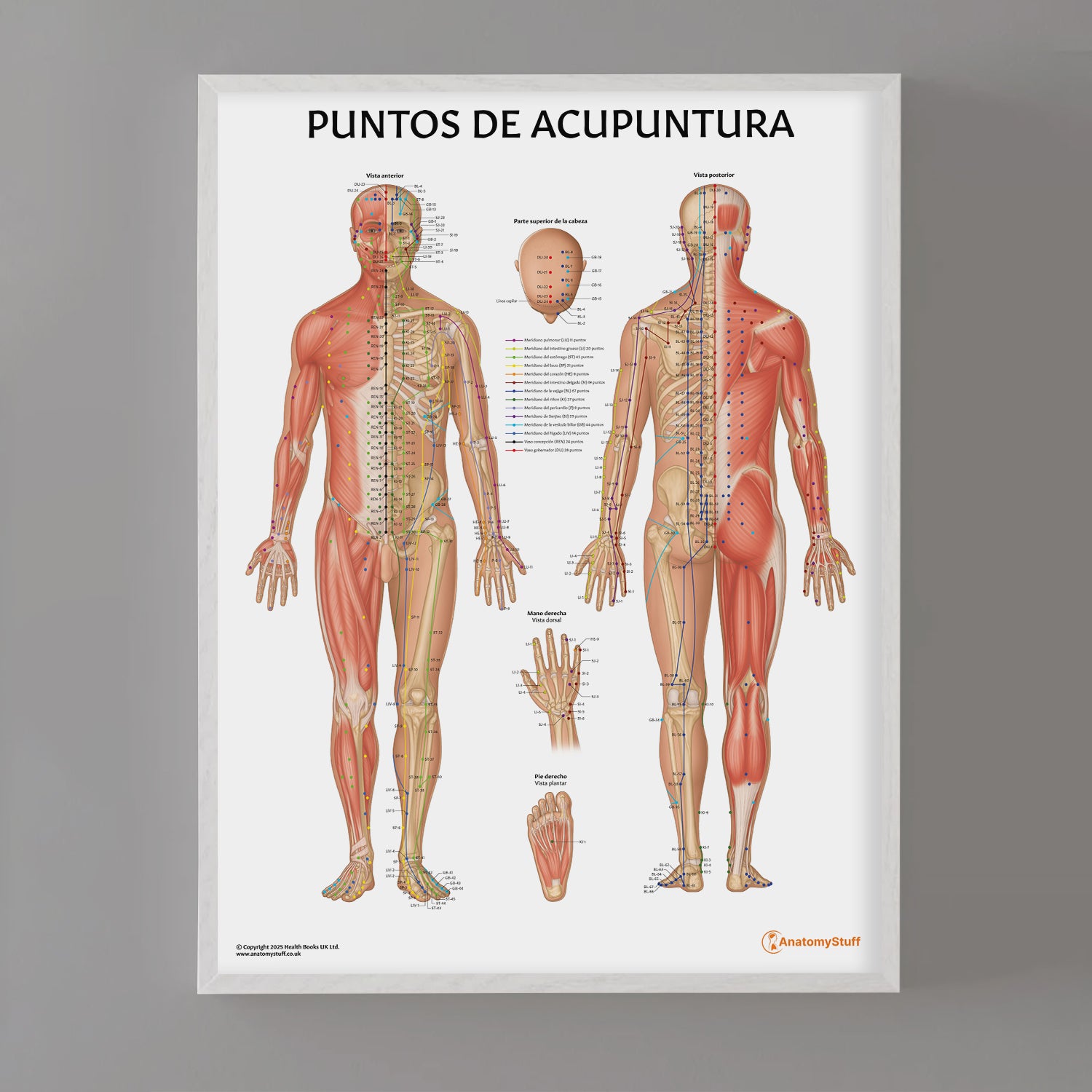 Puntos de Acupuntura Chart / Poster - Spanish