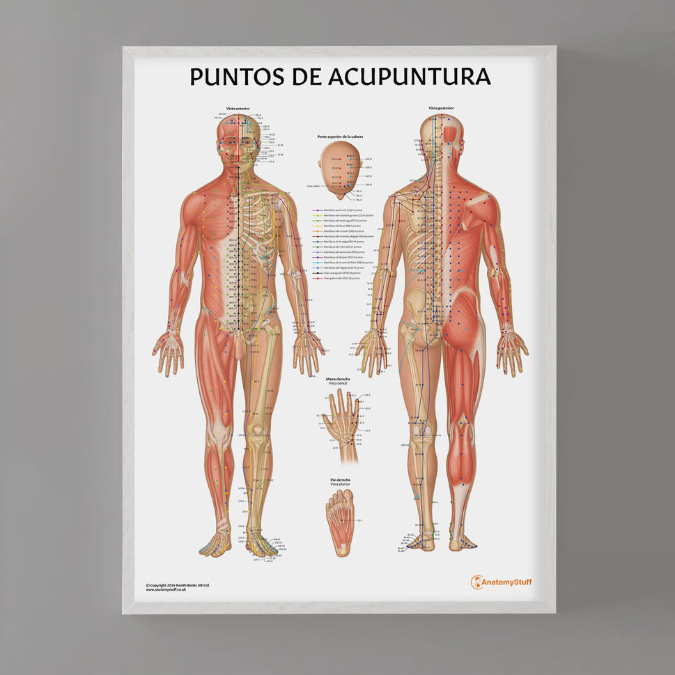 Puntos de Acupuntura Chart / Poster - Spanish