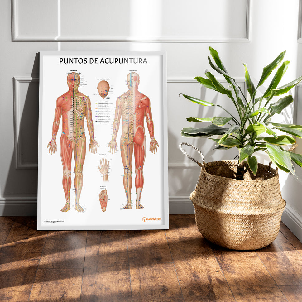 Puntos de Acupuntura Chart / Poster - Spanish