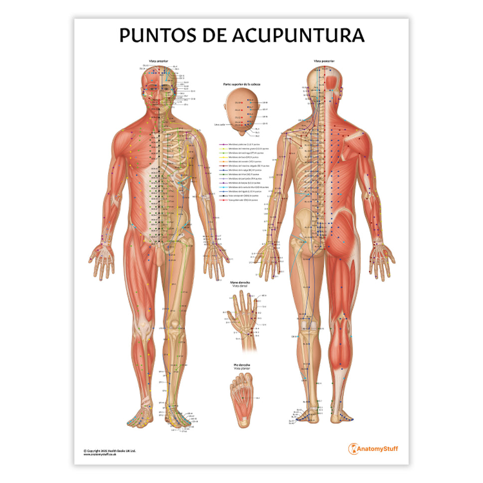 Puntos de Acupuntura Chart / Poster - Spanish